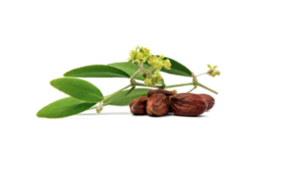 Jojoba Essential Oil