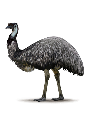 Emu Essential Oil