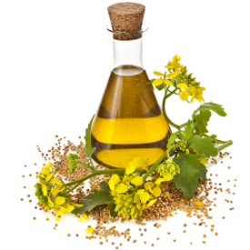 Mustard Seed Essential Oil