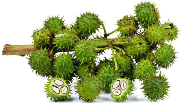 Indian Castor Oil – Mine Botanicals